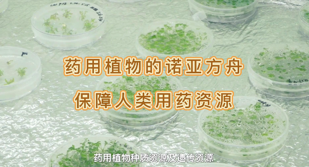 药用植物的诺亚方舟，包管人类药用资源