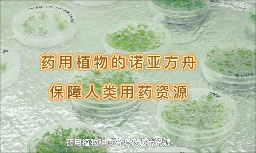 它是药用植物的诺亚方舟，纵然面临“天灾人祸”，也裁β药没了