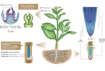 植物胚性干细胞（PESC）手艺